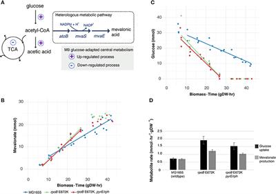 Enhanced Metabolite Productivity of Escherichia coli Adapted to Glucose M9 Minimal Medium